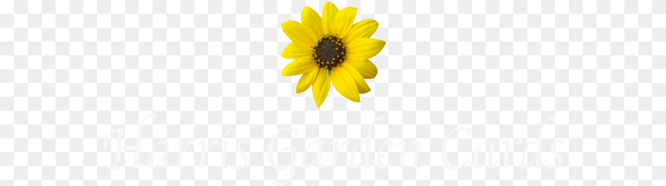 Harris Garden Cards Sunflower, Daisy, Flower, Plant, Petal Free Png