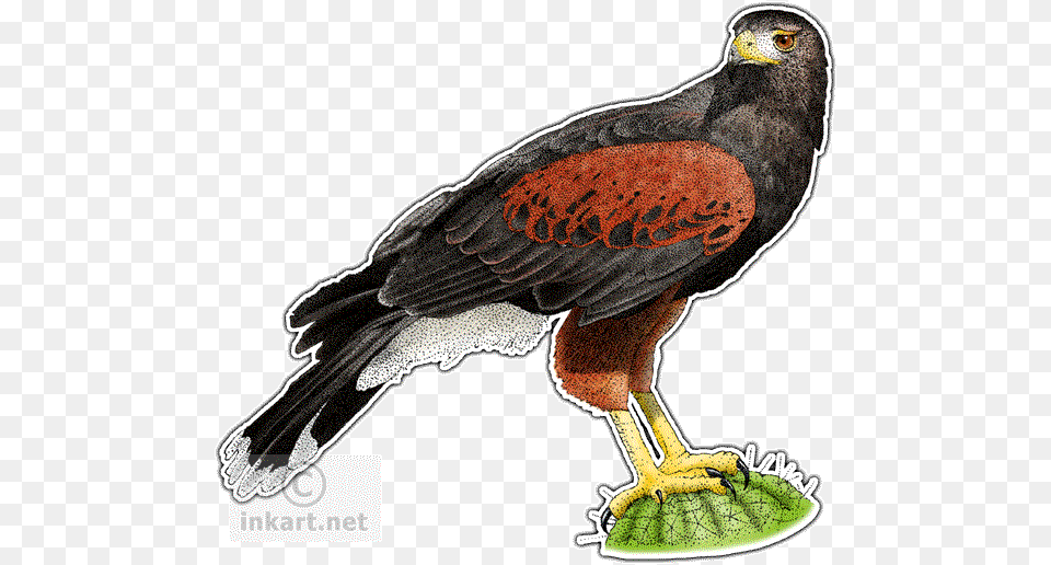 Harris Hawk Harris Hawk Rectangle Sticker, Animal, Bird, Beak, Kite Bird Png