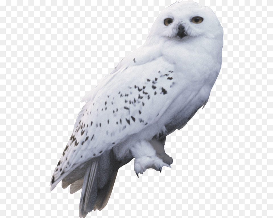 Harry Potter And The Chamber Of Secrets Owl Hedwig Harry Potter Hedwig, Animal, Bird Free Transparent Png