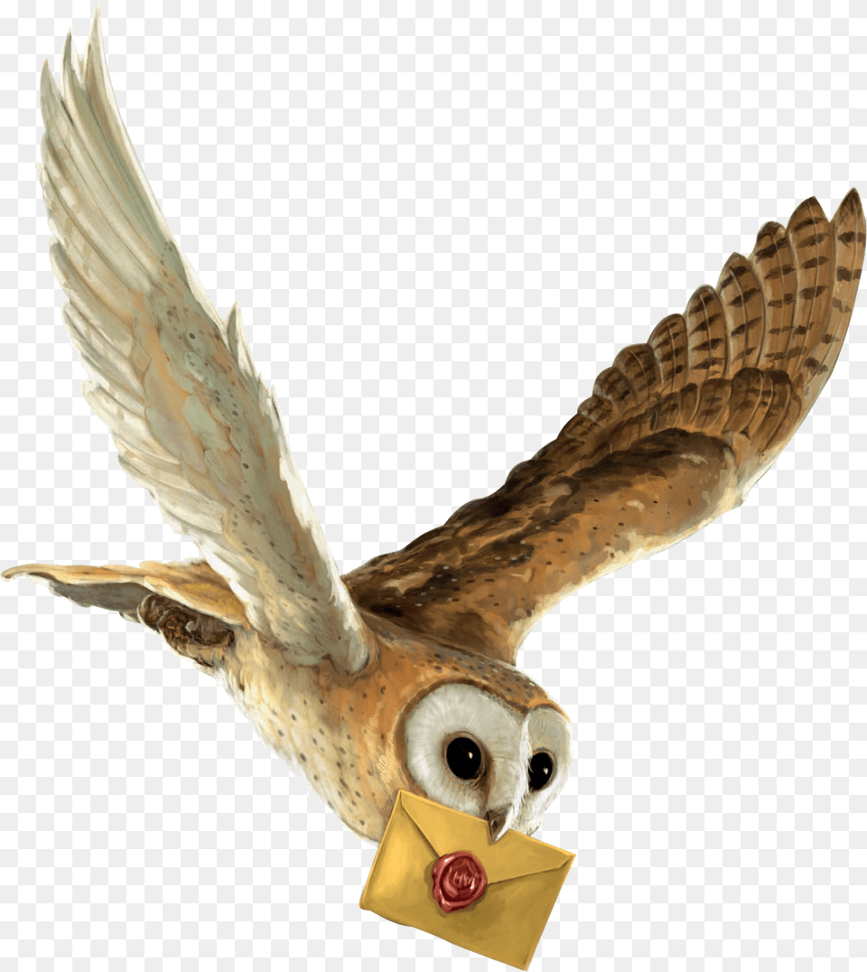 Harry Potter And The Philosopher S Stone Owl Hedwig Harry Potter Owl Flying, Animal, Bird Free Png Download