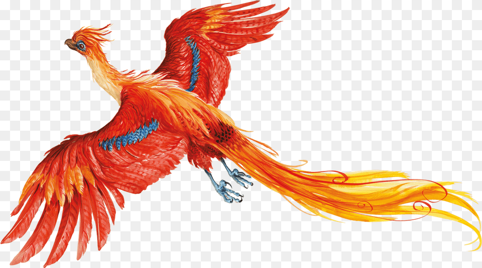 Harry Potter No Background Harry Potter Phoenix Bird, Animal Free Png