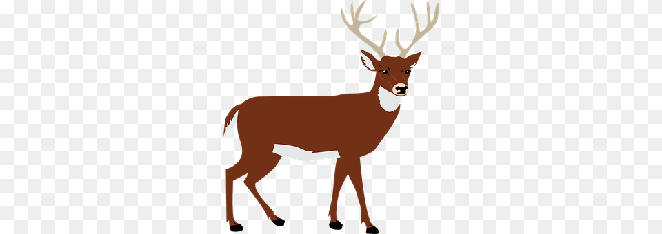 Hart Animal, Deer, Mammal, Wildlife Free Png