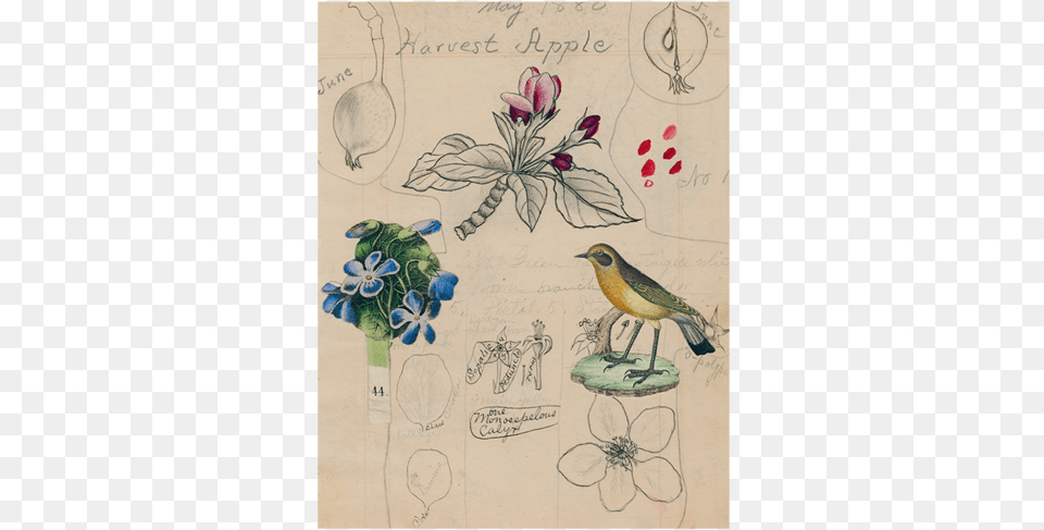 Harvest Apple Honeysuckle, Animal, Bird, Envelope, Mail Png Image
