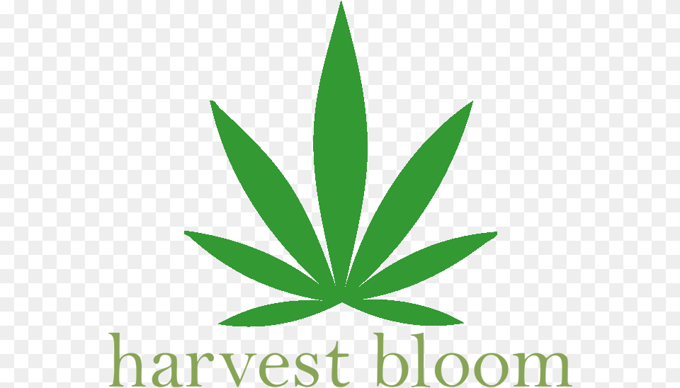 Harvest Bloom Medical Marijuana Delivery Service Interview, Leaf, Plant, Weed, Herbal Png Image