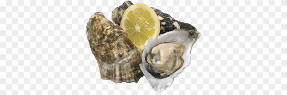 Harvest Connect Oysters, Animal, Food, Sea Life, Seafood Free Png