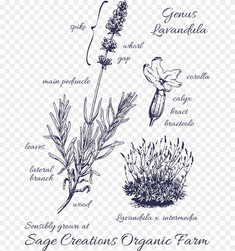 Harvest Lavender, Grass, Plant, Flower, Text Png