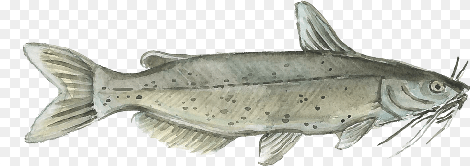 Harvest Select Catfish Image Watercolor Painting, Animal, Fish, Sea Life Free Png Download