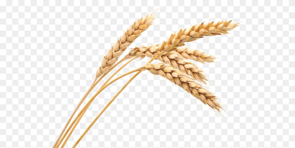 Harvested Wheat Image, Food, Grain, Produce, Smoke Pipe Free Png