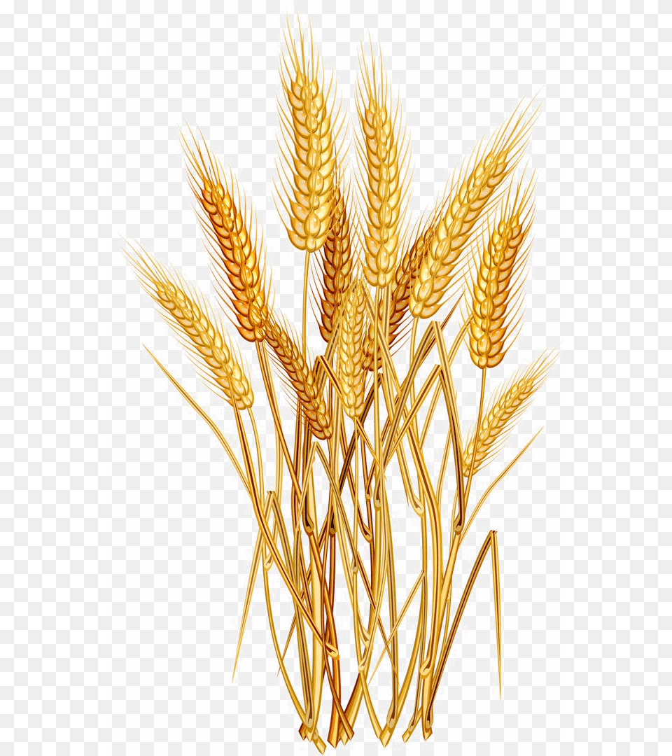 Harvested Wheat Transparent Wheat Vector Free, Food, Grain, Plant, Produce Png Image