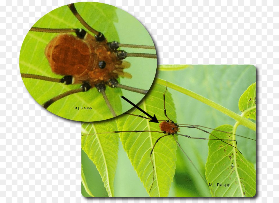 Harvestmen Appear To Have A Single Body Region Insect, Animal, Garden Spider, Invertebrate, Spider Png