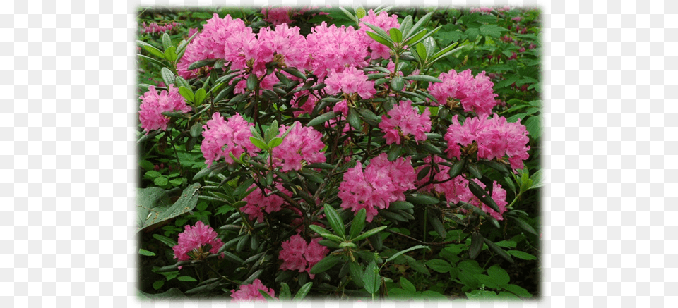 Has Large Trusses Of Pink Flowers And Is Our Finnish Rhododendron, Dahlia, Flower, Geranium, Plant Free Png Download