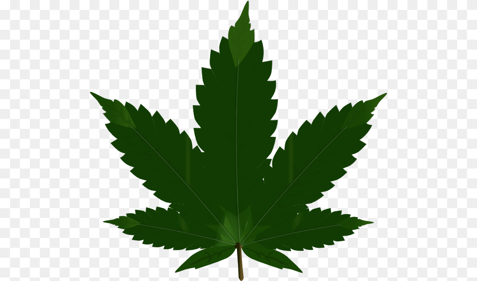 Hash Marihuana Amp Hemp Museum Cannabis Blunt Clip Art Marijuana Transparent, Leaf, Plant, Tree, Maple Leaf Free Png