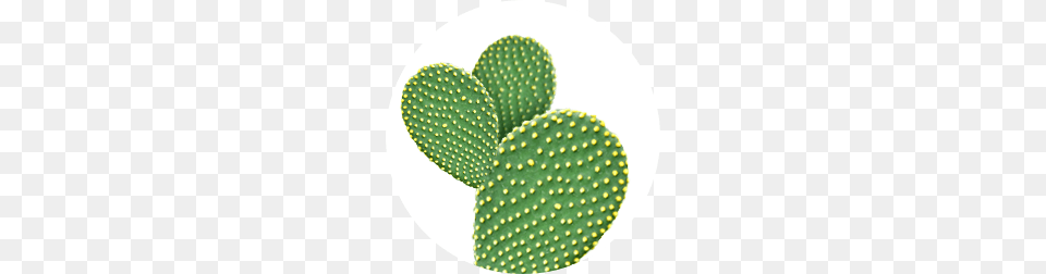 Hask, Cactus, Plant, Accessories, Jewelry Png
