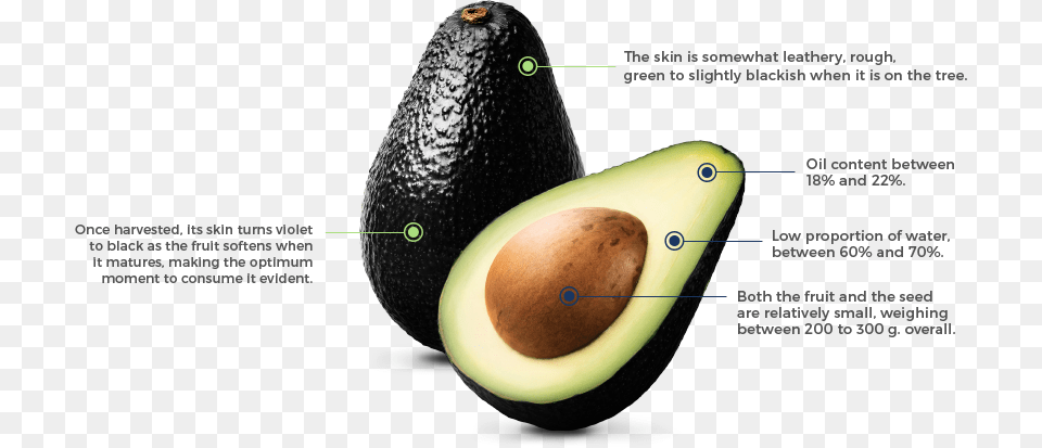 Hass Avocado The Fruit Of Our Land Avocado, Food, Plant, Produce, Pear Png