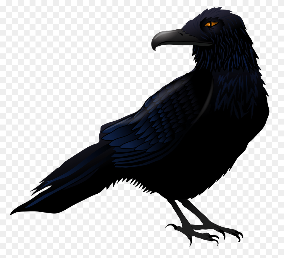 Haunted Raven Vector, Animal, Bird, Blackbird, Beak Png