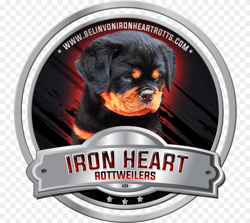 Haus Rottweiler Imperial Warrior, Animal, Canine, Dog, Mammal Free Png Download