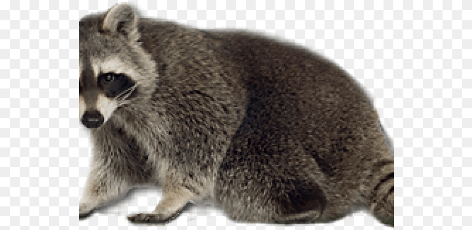 Havahart Large 2 Door Easy Set Trap 2 Pack, Animal, Mammal, Raccoon, Cat Free Png Download