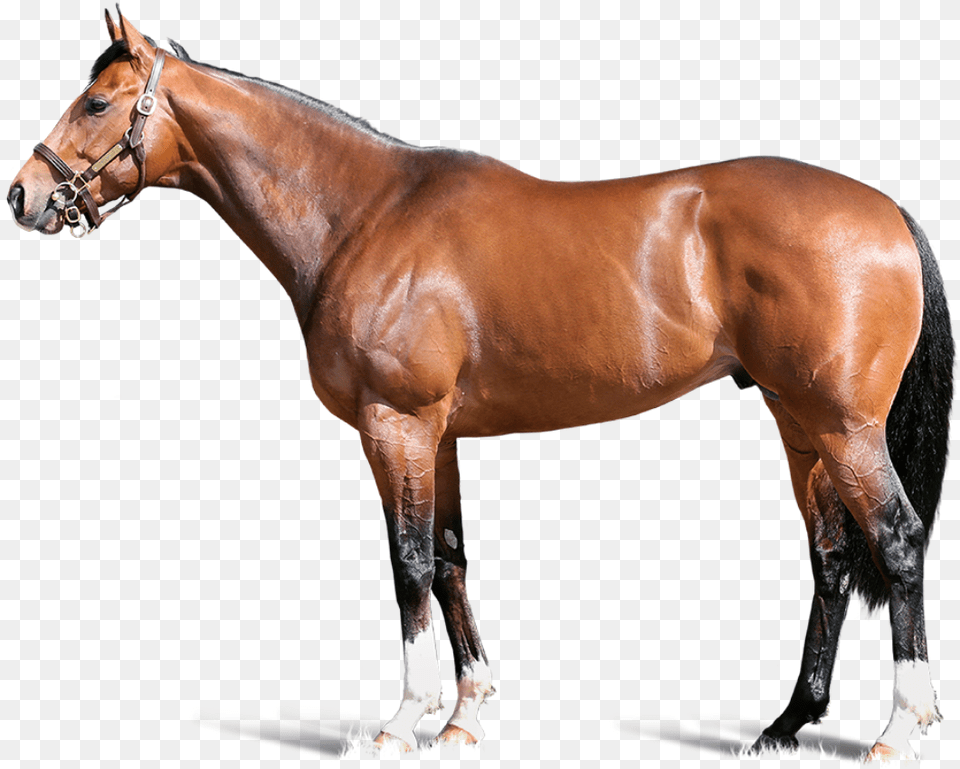 Havana Gold Foreground Carpe Diem Horse, Animal, Mammal, Stallion, Colt Horse Png
