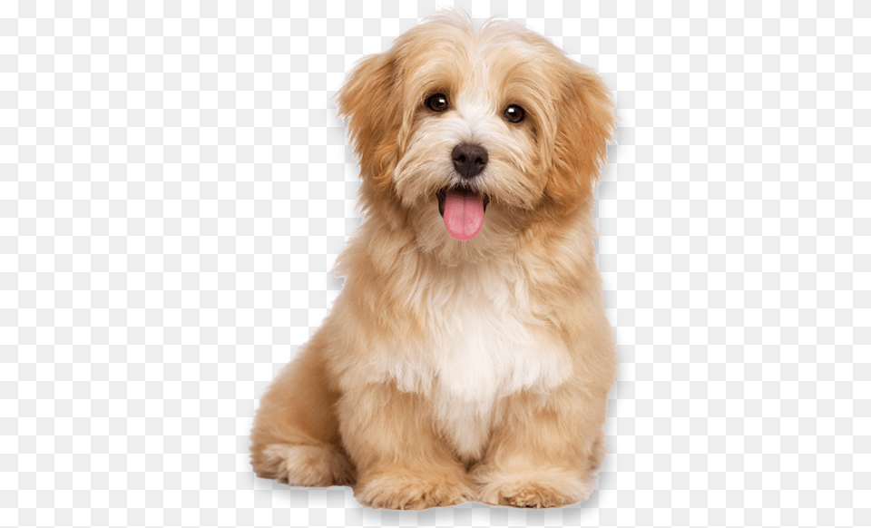 Havanese Dog, Animal, Canine, Mammal, Pet Png Image