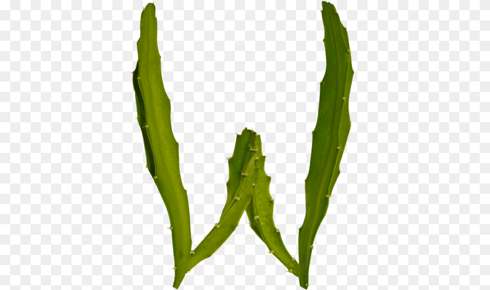 Have Fun With Plant Typography Weberocereus, Cactus Png Image