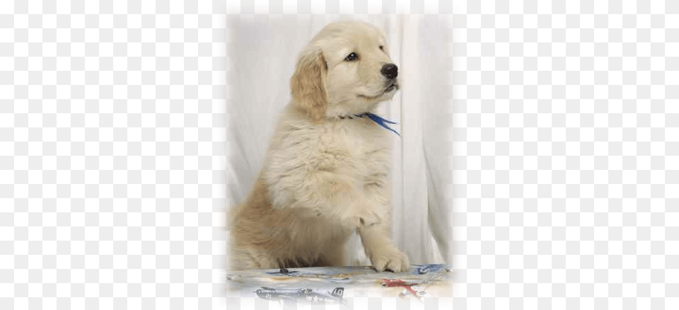 Have You Ever Housetrained A Puppy Before Golden Retriever, Animal, Canine, Dog, Golden Retriever Png