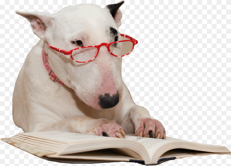 Have You Ever Wondered Why Your Dog Deems Jumping His Bull Terrier Reading, White Dog, Pet, Person, Mammal Png Image