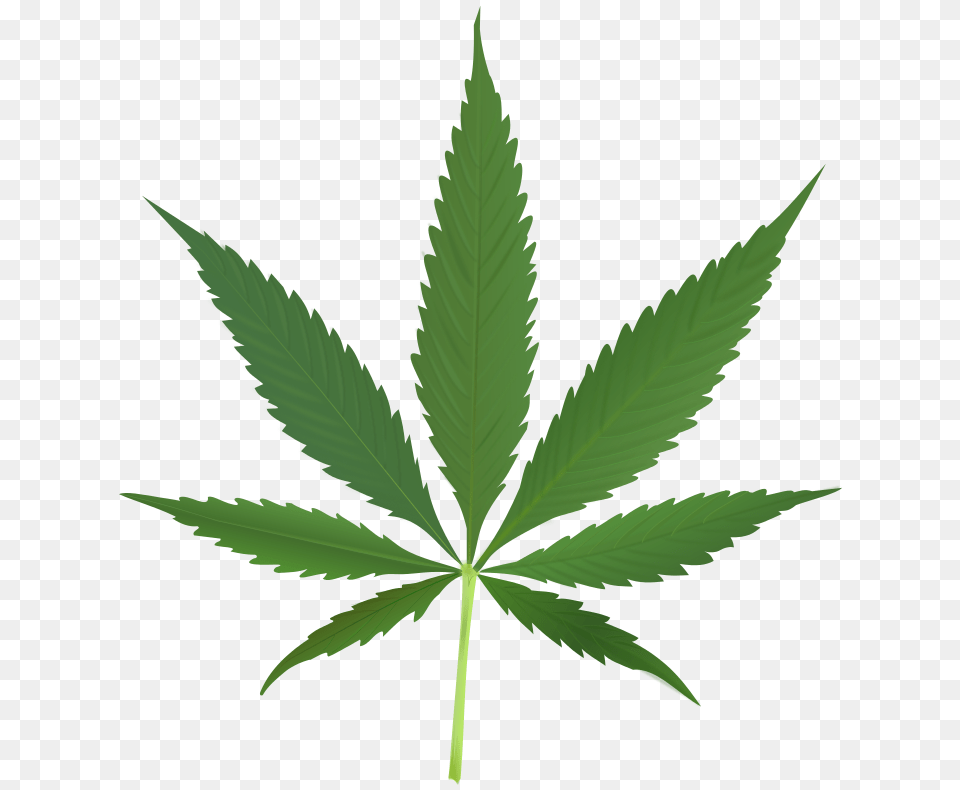 Have You Made Up Your Mind Yet On Legalizing Recreational, Leaf, Plant, Weed, Hemp Free Transparent Png