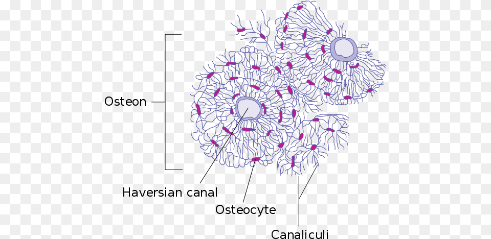 Haversian Canal, Pattern, Purple, Accessories, Fractal Free Png