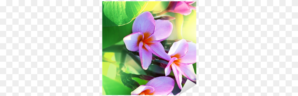 Hawaii, Flower, Geranium, Petal, Plant Free Png Download