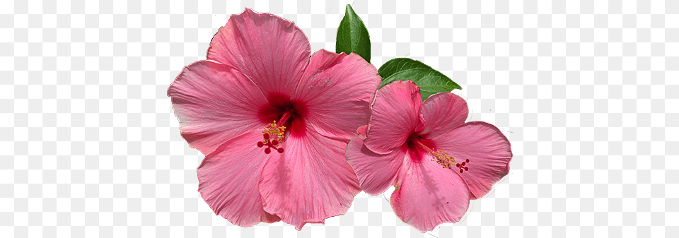 Hawaii Association Of The Blind Hibiscus Two Flower, Plant, Geranium Free Png