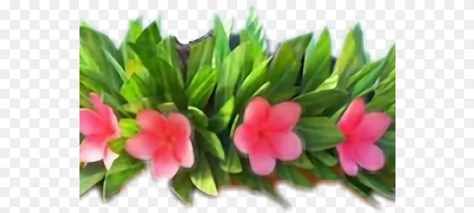 Hawaii Clipart Flower Crown Moana With Flower In Her Hair, Accessories, Flower Arrangement, Ornament, Plant Free Transparent Png