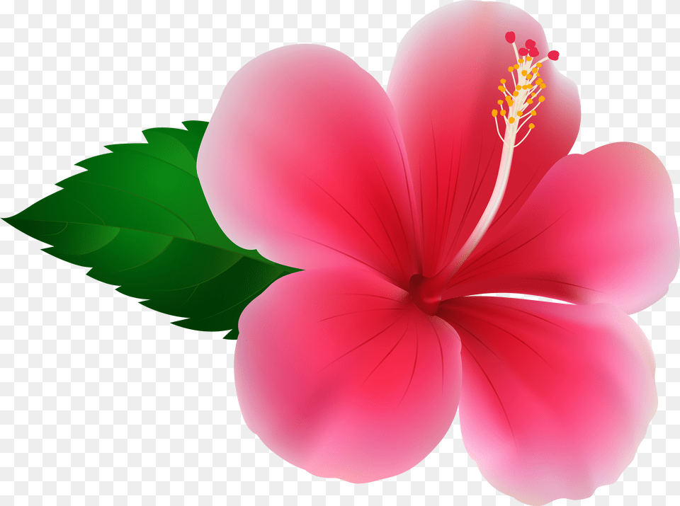 Hawaii Clipart Pink Hibiscus Flower Pink Hibiscus Flower, Green, Logo Free Png Download