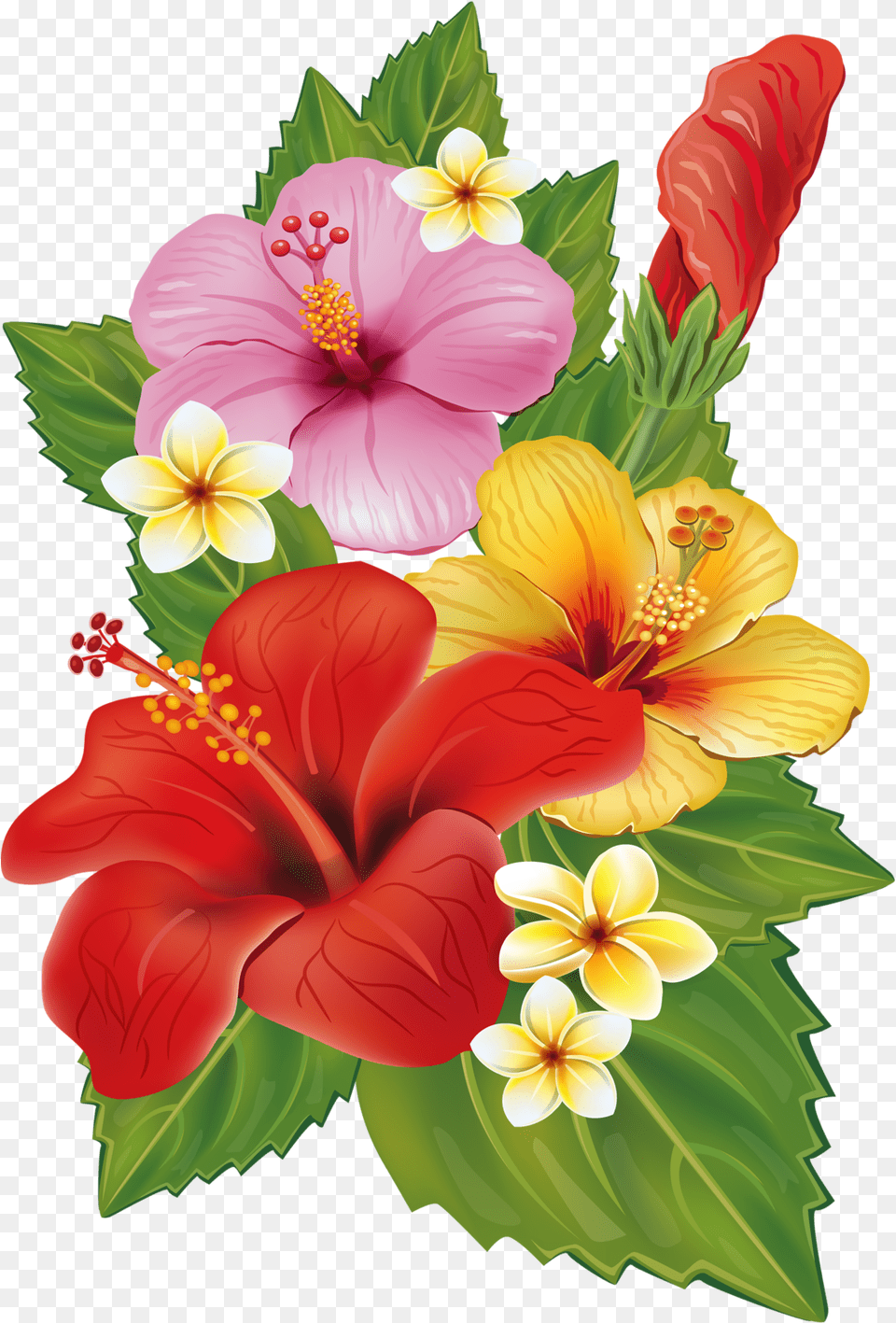 Hawaii Clipart Plumeria Hawaiian Tropical Flowers Background, Flower, Plant, Hibiscus, Anther Png Image