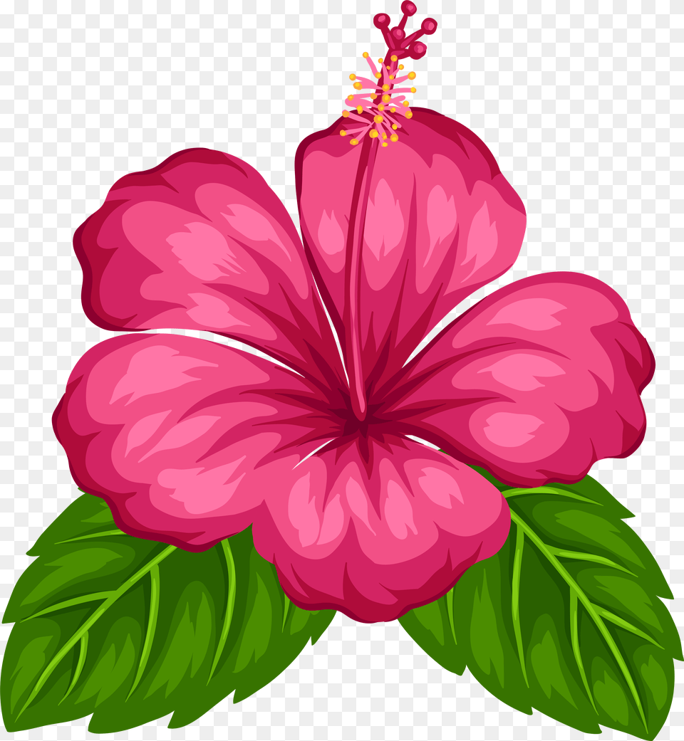 Hawaiian, Flower, Hibiscus, Plant, Anther Free Png Download