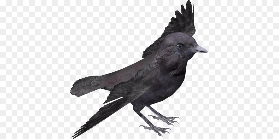 Hawaiian Crow V2 Rook Bird Transparent, Animal, Blackbird Free Png