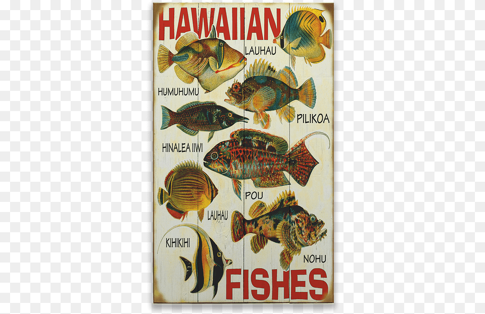 Hawaiian Fish, Animal, Sea Life, Advertisement, Poster Png Image
