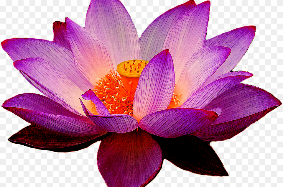 Hawaiian Flower Clipart Clipart Amp Vector Design Purple Lotus Flower, Petal, Plant, Dahlia, Lily Free Transparent Png