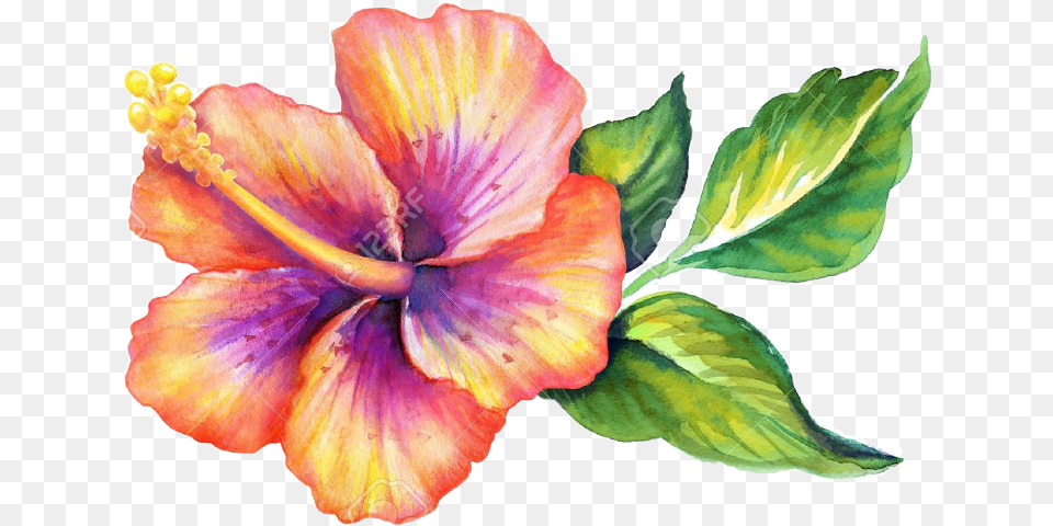 Hawaiian Flower Drawings Watercolour, Hibiscus, Plant Free Png Download