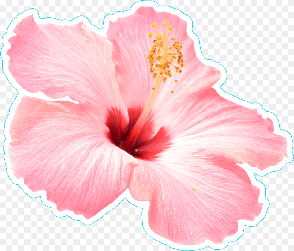 Hawaiian Flower Pink Hibiscus Flower Transparent Pink Hibiscus Flower, Plant, Rose Free Png