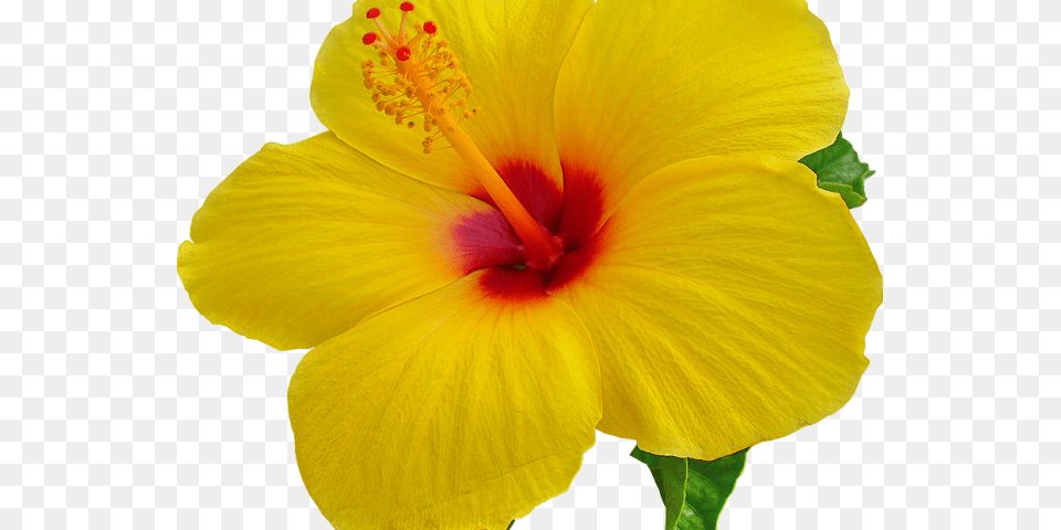 Hawaiian Flower Transparent Background, Plant, Pollen, Hibiscus Free Png Download