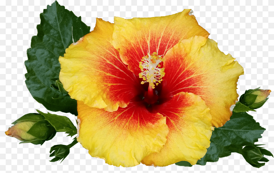 Hawaiian Flower Tropical Plant Tropical Flowers Transparent Tropical Flower, Pollen, Rose, Hibiscus Png Image