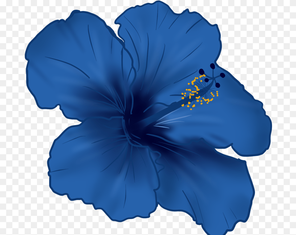 Hawaiian Flower Vector Blue Hawaiian Hibiscus Flower, Plant, Person Png Image
