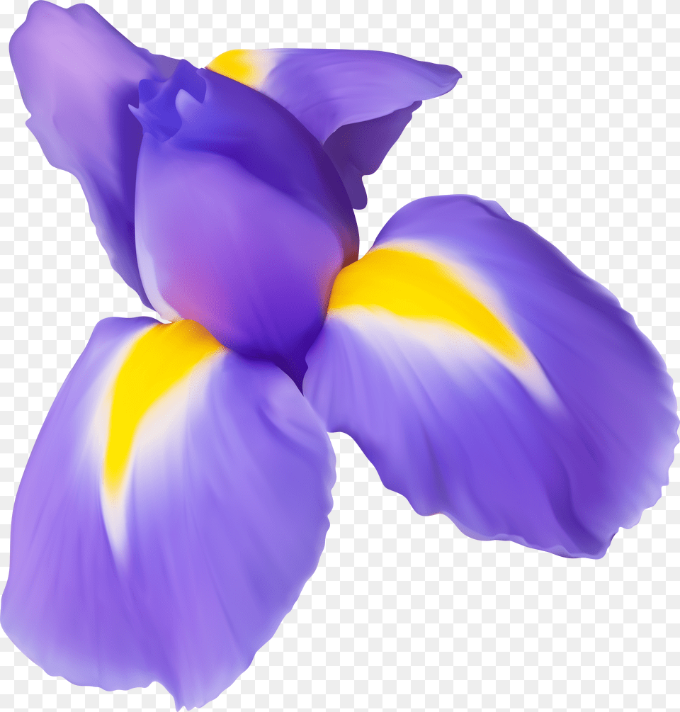 Hawaiian Flowers Free Transparent Png