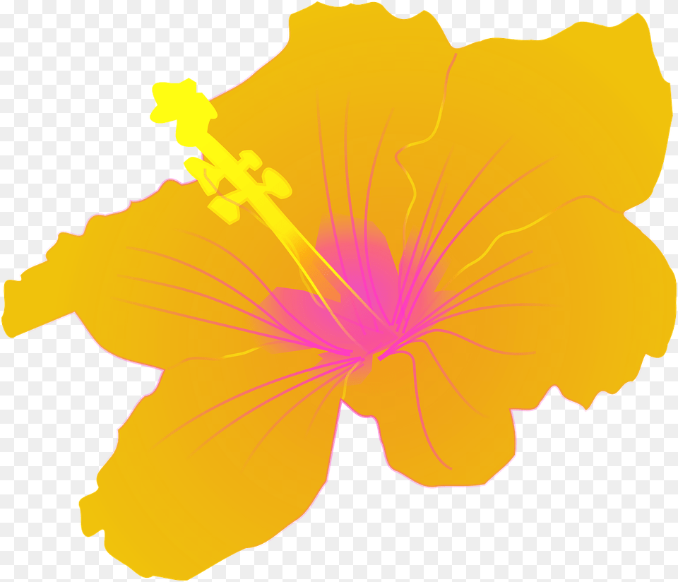 Hawaiian Flowers, Flower, Plant, Hibiscus, Person Free Transparent Png