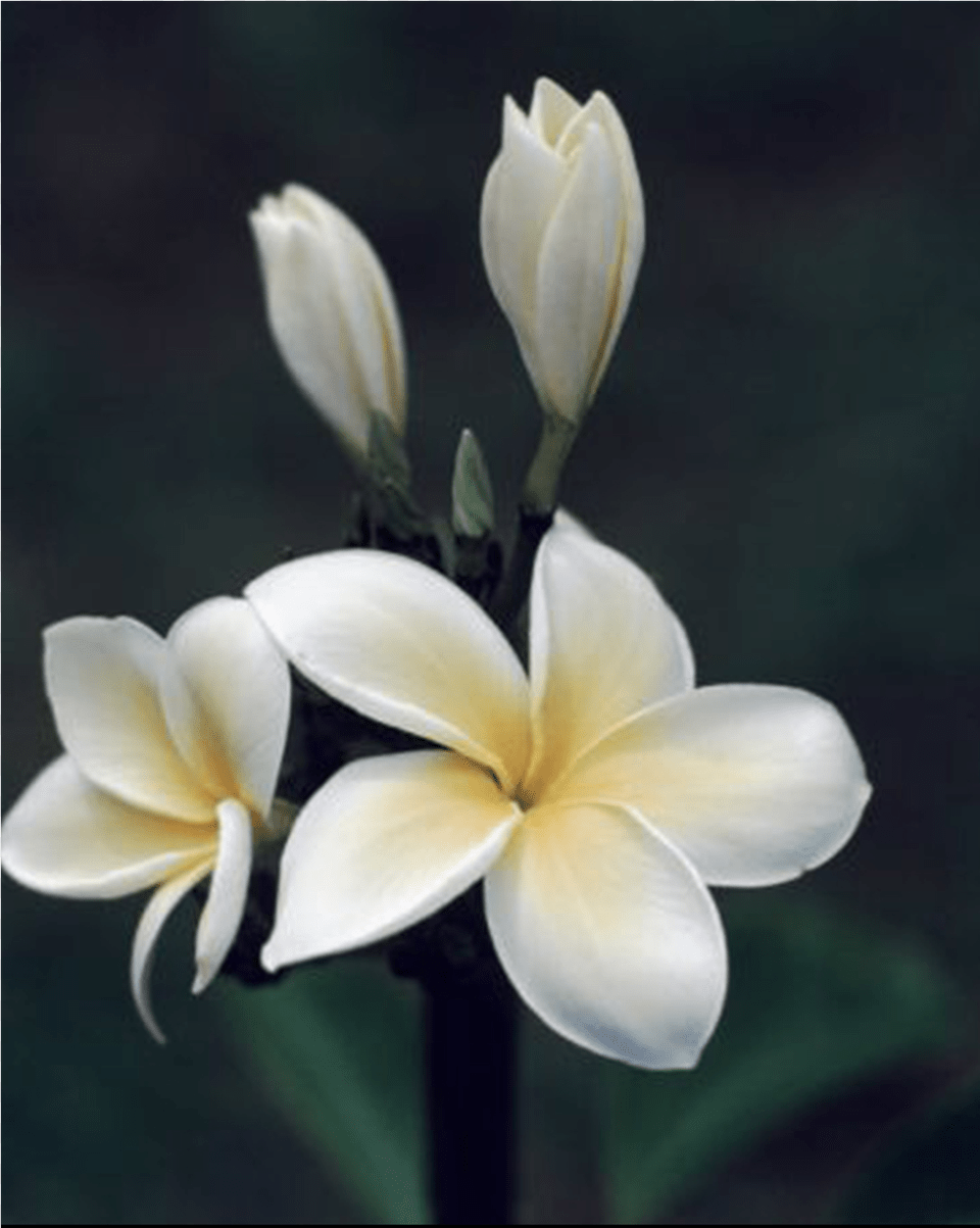 Hawaiian Flowers, Flower, Petal, Plant, Amaryllidaceae Png