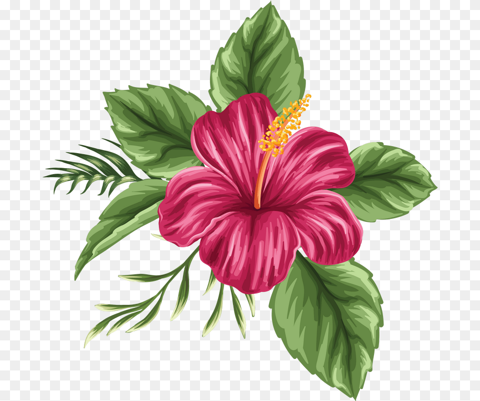 Hawaiian Flowers Hibiscus Flower Flower Drawing, Plant Free Png