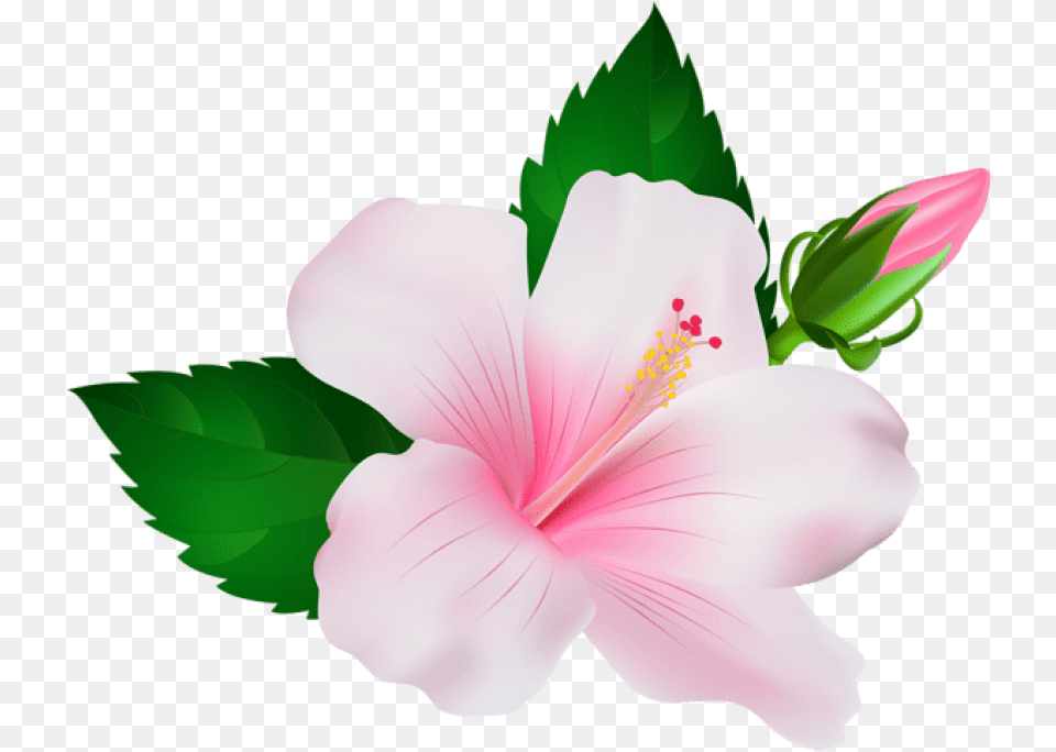 Hawaiian Flowers Pink Hibiscus, Flower, Plant, Anther, Geranium Free Png Download