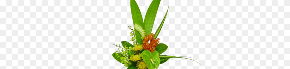 Hawaiian Flowers Tropical Flowers Delivery Anywhere In Usa, Plant, Flower, Flower Arrangement, Flower Bouquet Png Image