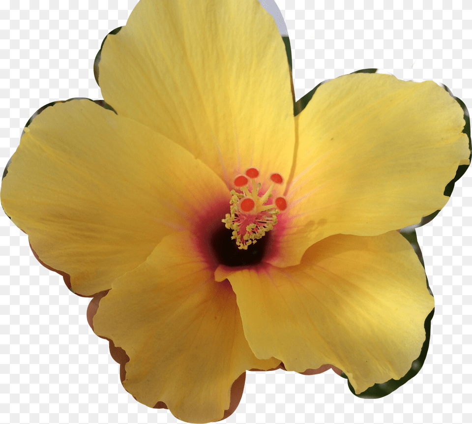 Hawaiian Hibiscus, Flower, Plant, Pollen, Rose Png