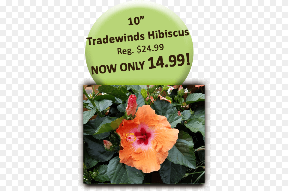 Hawaiian Hibiscus, Flower, Plant Free Png